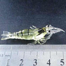 Load image into Gallery viewer, Silicone Shrimp Fishing Lure
